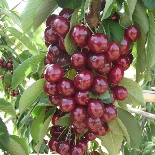 Черешня Квін Мері колона