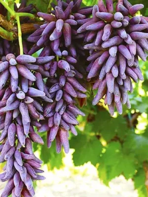 кишмиш Хеллоуїн