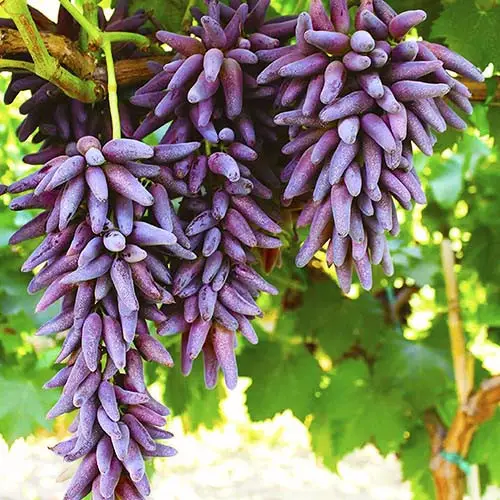 кишмиш Хеллоуїн кишмиш Хеллоуїн