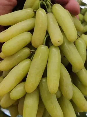 кишмиш Ламборджині