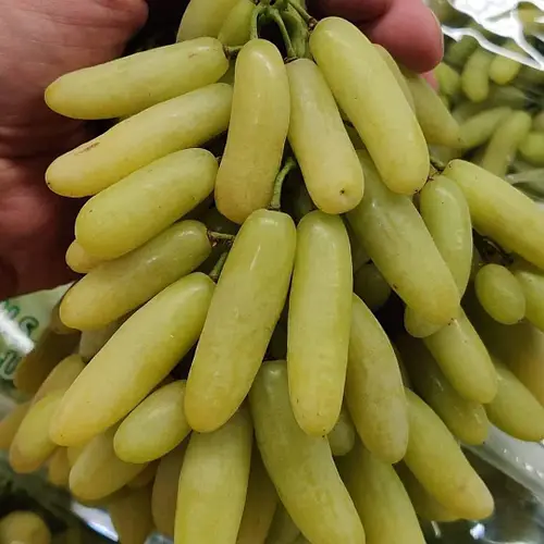 кишмиш Ламборджині