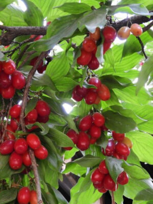 Кизил  "Ексклюзив"