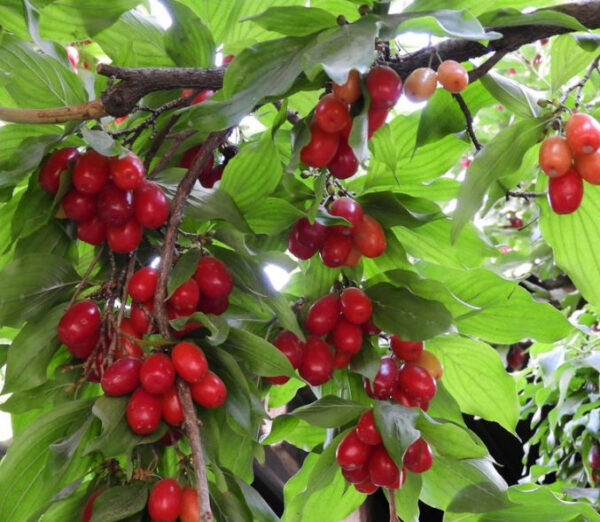 Кизил  "Ексклюзив"