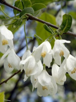 Галезія (Ландишеве  дерево)