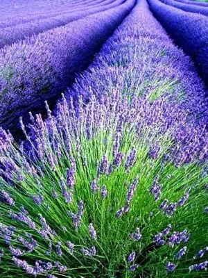 Лаванда "Англійська вузьколиста"