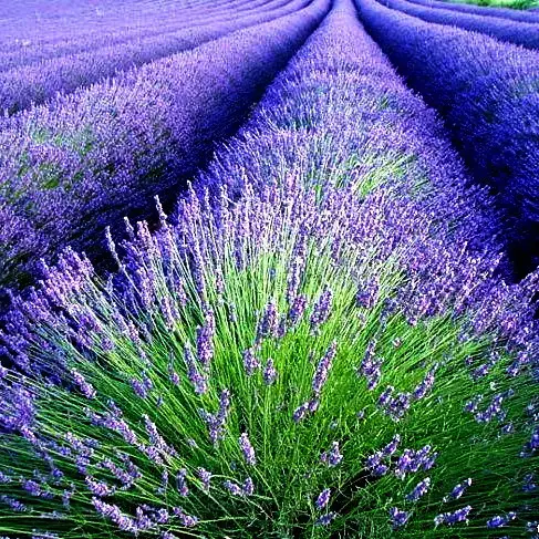 Лаванда “Англійська вузьколиста Лаванда "Англійська вузьколиста"