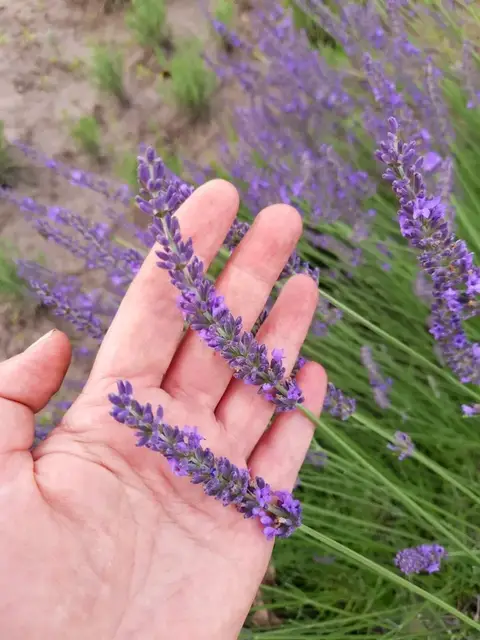 Лавандин Гроссо 2роки