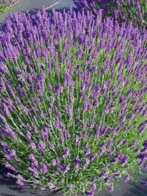 Лаванда "Королівська"