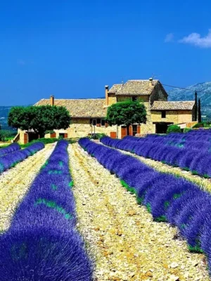 Лаванда "Матильда"