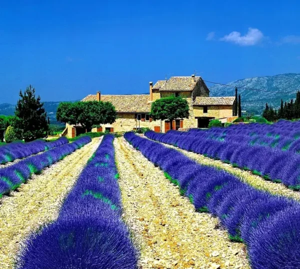 Лаванда "Матильда"