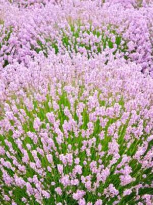 Лаванда рожева