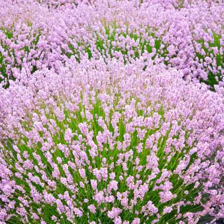 Лаванда рожева