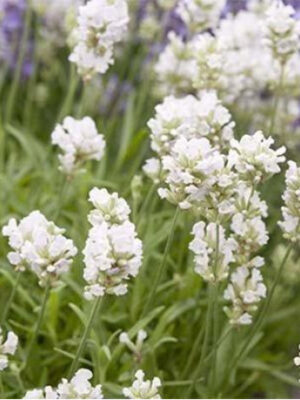 Лаванда біла