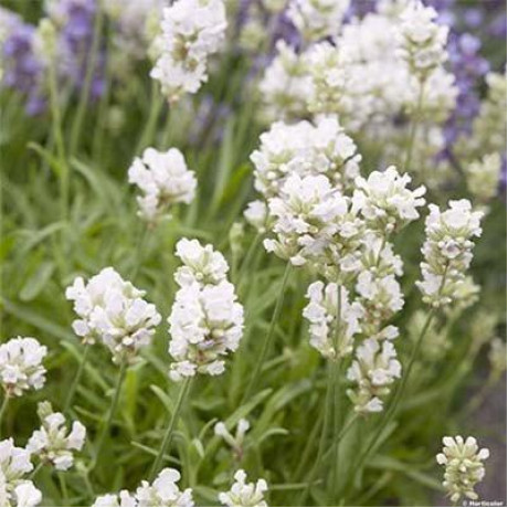 Лаванда біла