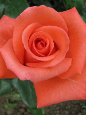 Леді Роуз Троянда Леді Роуз (LADY ROSE)