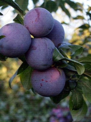 леррі Диплоїдна слива пізня "Лері Енн"саджанці дворічні
