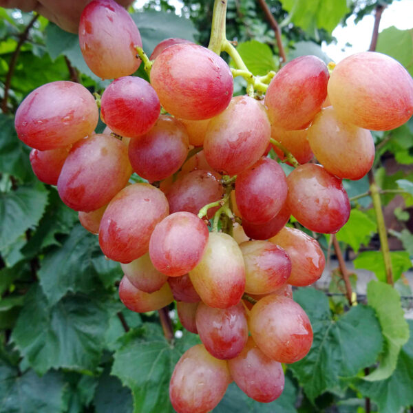 лівія Лівія