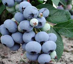 Лохина "Блюголд" - це ранній сорт лохини з великими і важкими ягідками.Саджанцям 2,5 роки