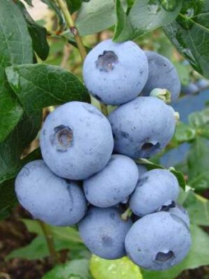 Лохина " Бонус "Саджанці 2.5 роки