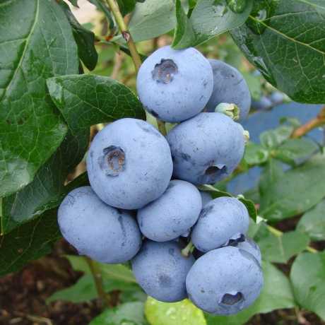 Лохина " Бонус "Саджанці 2.5 роки