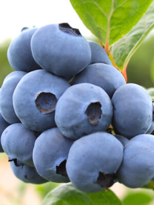 Лохина (чорниця садова) "Нельсон" (пізній термін дозрівання саджанці 2.5 роки)