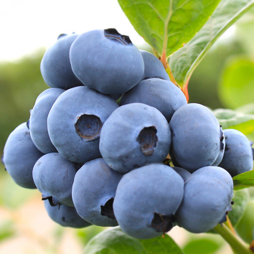 Лохина (чорниця садова) "Нельсон" (пізній термін дозрівання саджанці 2.5 роки)