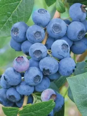 Лохина "Дарроу "Термін дозрівання пізній саджанцям 2.5 роки