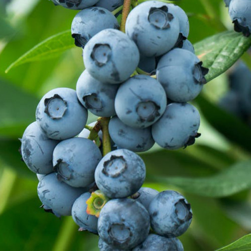 Лохина Насолода Лохина Насолода