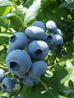 Лохина"Дрейпер" (високоврожайний сорт, середньопізній термін дозрівання) Саджанцям 2,5 роки