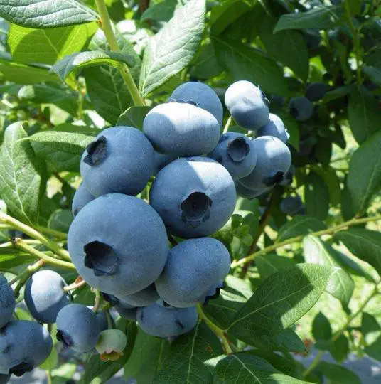 Лохина”Дрейпер” Лохина"Дрейпер" (високоврожайний сорт, середньопізній термін дозрівання) Саджанцям 2,5 роки