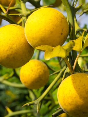 Лимонник Понцирус, їстівний Лимонник Понцирус, їстівний