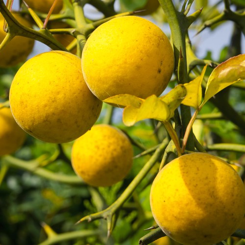 Лимонник Понцирус, їстівний Лимонник Понцирус, їстівний