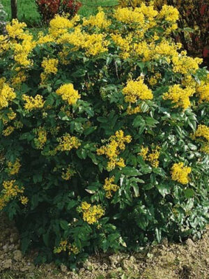 magonoa-1.jpg Магонія