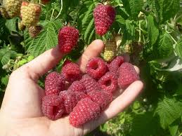 Малина “Джоан Джей” Малина "Джоан Джей" перші ягоди з'являються у липні