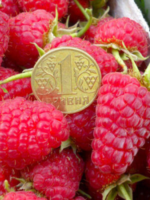 Малина” Феномен” Малина" Феномен"(літній сорт-достигає друга декада червня)