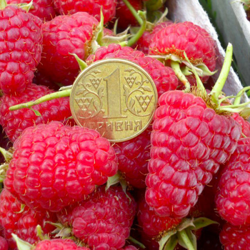 Малина" Феномен"(літній сорт-достигає друга декада червня)