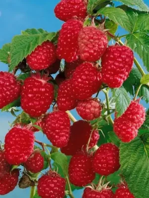 Малина “Геракл” Малина "Геракл"(ремонтантний сорт - родить до морозів)