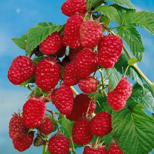 Малина "Геракл"(ремонтантний сорт - родить до морозів)