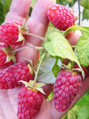 Малина “Міраж”(літня) Малина "Міраж"(літня)