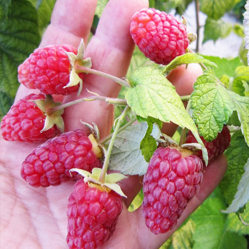 Малина "Міраж"(літня)