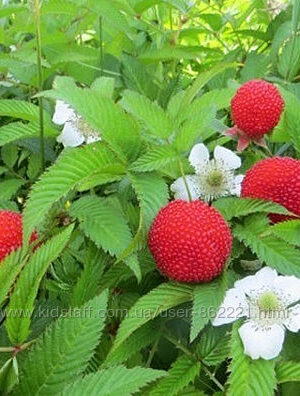 Малина “Мяо-Мяо” Малина "Мяо-Мяо" Тибетська малина