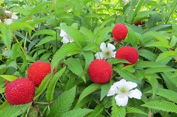 Малина “Мяо-Мяо” Малина "Мяо-Мяо" Тибетська малина