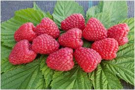 Малина “Полка” Малина "Полка"(ремонтантний сорт)