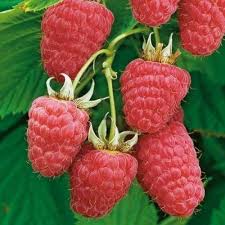 Малина Полонез Малина Полонез – новий ремонтантний сорт малини пізнього терміну дозрівання.