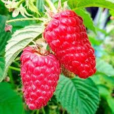 Малина Пшахед Малина Пшахед - літній, ранній початок липня