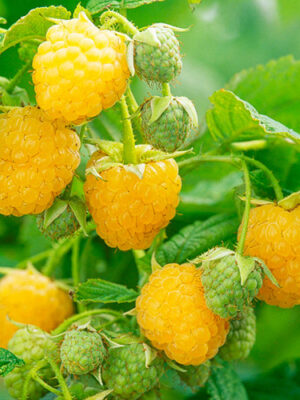 Малина жовта “Аміра” Малина жовта "Аміра" (ремонтантна)