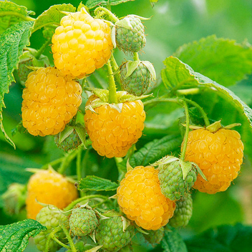 Малина жовта “Аміра” Малина жовта "Аміра" (ремонтантна)