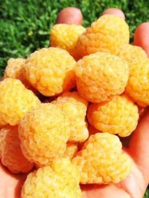 Малина жовта “Ранкова роса” Малина жовта "Ранкова роса" (ремонтантна)