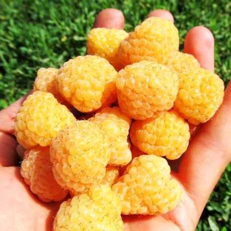 Малина жовта “Ранкова роса” Малина жовта "Ранкова роса" (ремонтантна)