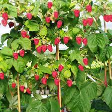 Малинове дерево “Арбат” Малинове дерево "Арбат"(ремонтантний сорт)